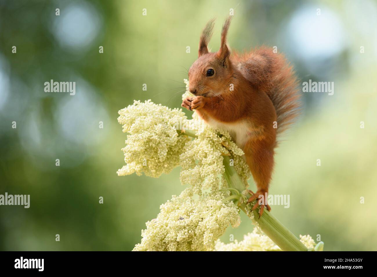 Rotes Eichhörnchen steht auf einer Rhabarberblüte Stockfoto