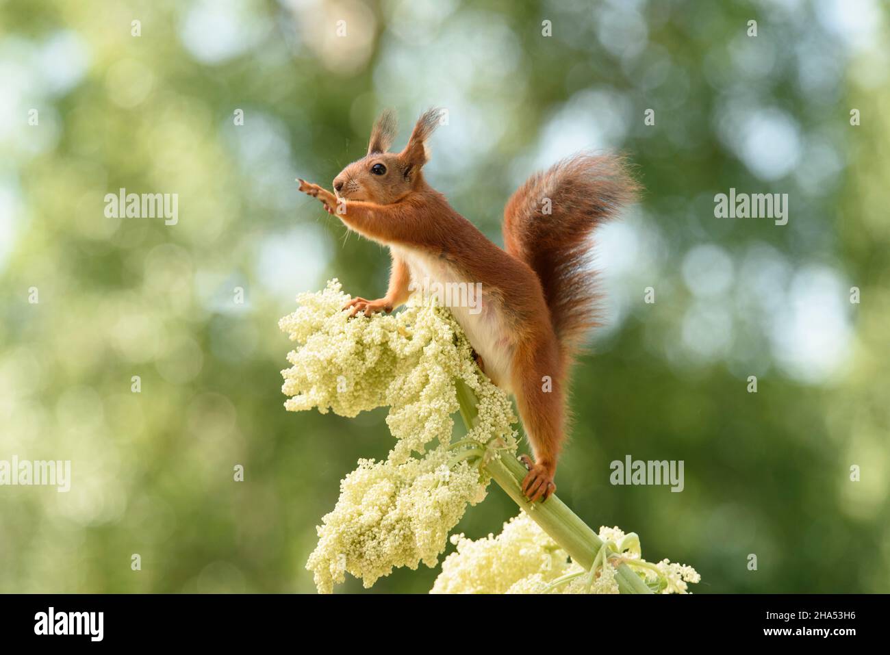 Das rote Eichhörnchen reicht von einer Rhabarberblüte aus Stockfoto
