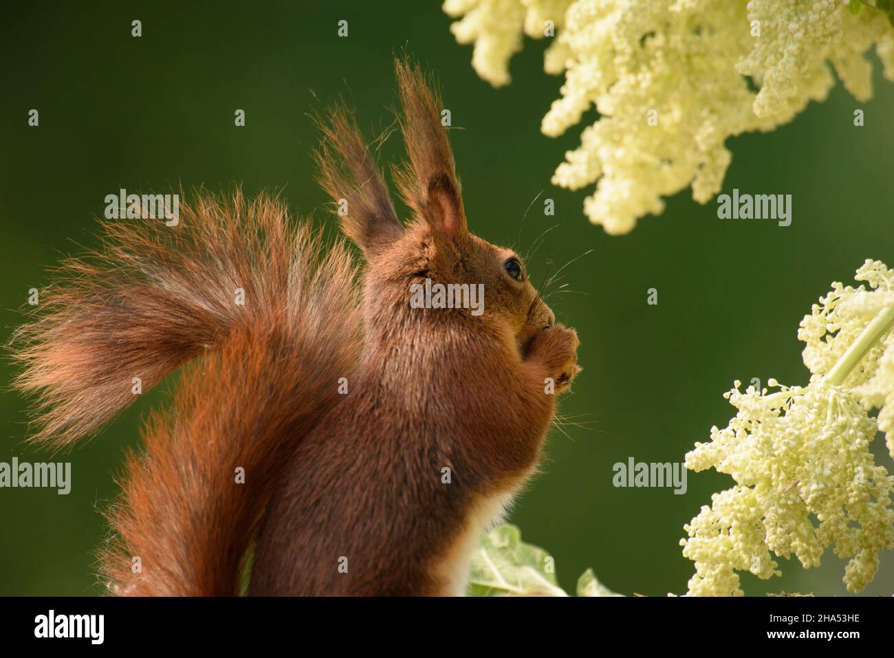 Rotes Eichhörnchen starrt auf eine Rhabarberblume Stockfoto