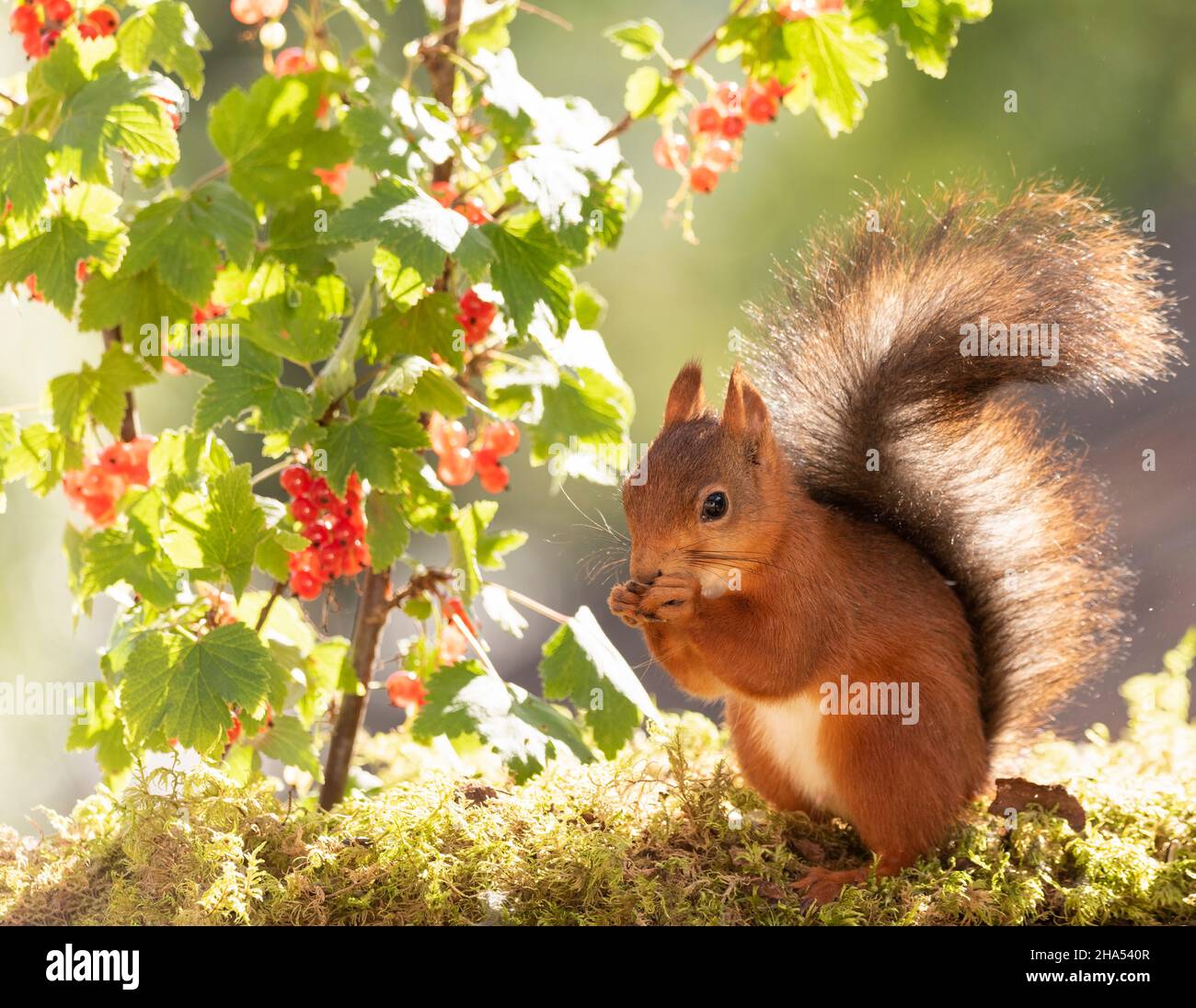Rotes Eichhörnchen steht mit Zweigen mit roter Johannisbeere Stockfoto