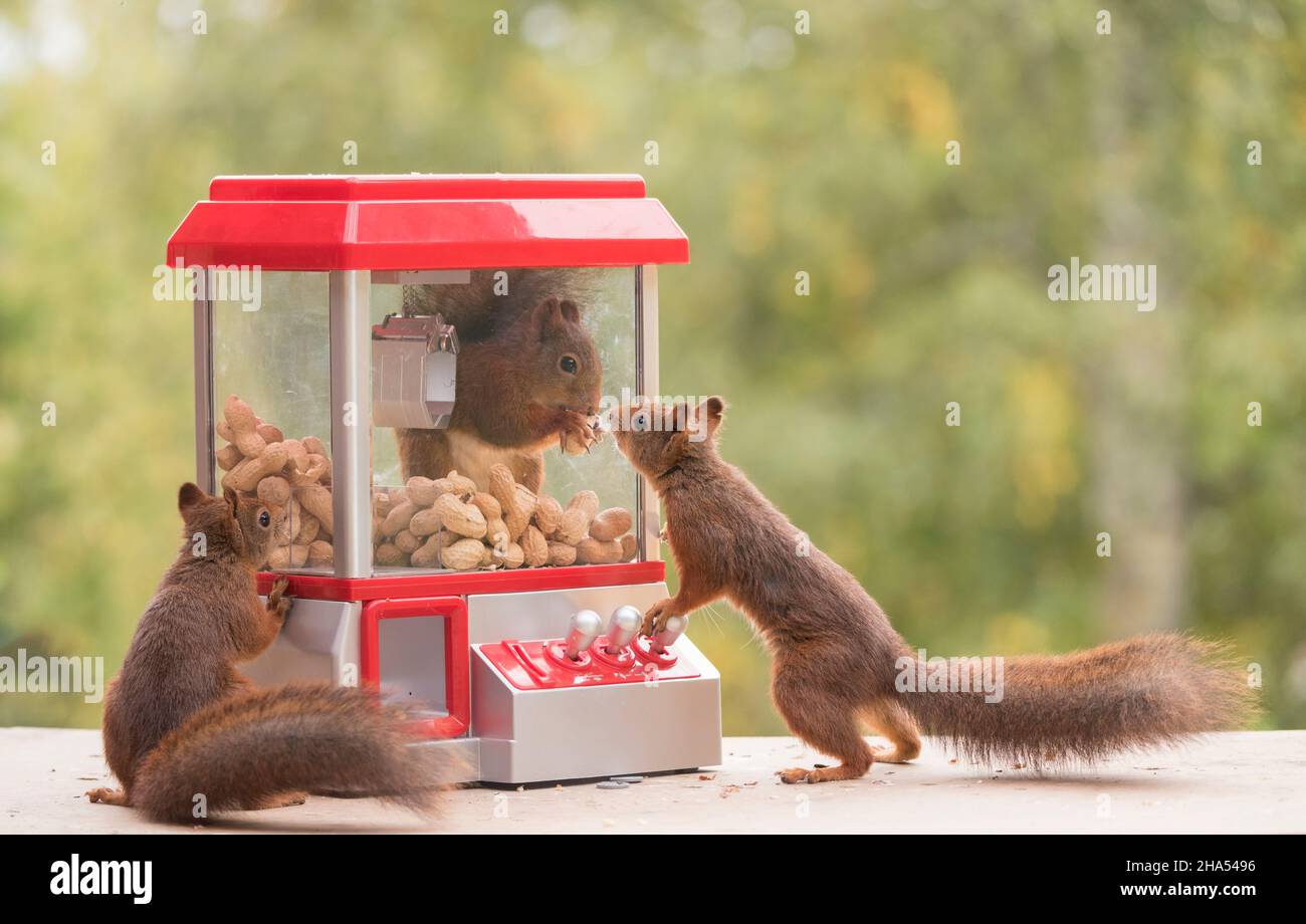Rote Eichhörnchen stehen mit einer Gummiballmaschine mit Erdnüssen Stockfoto