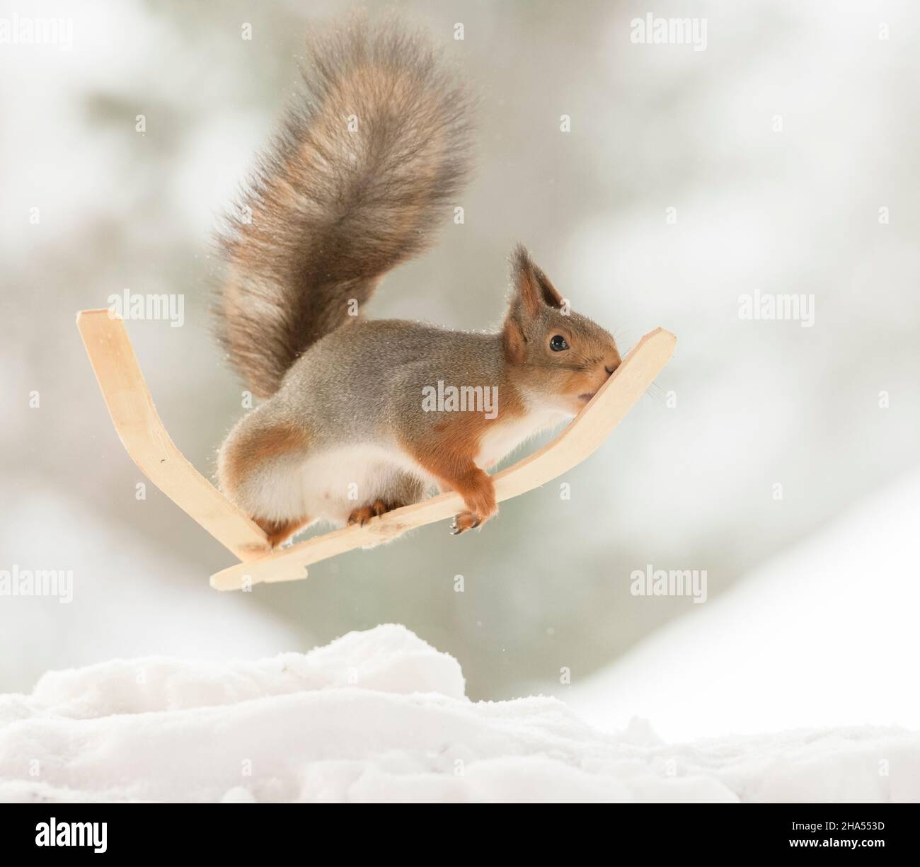 Eichhörnchen steht auf Skiern Stockfoto