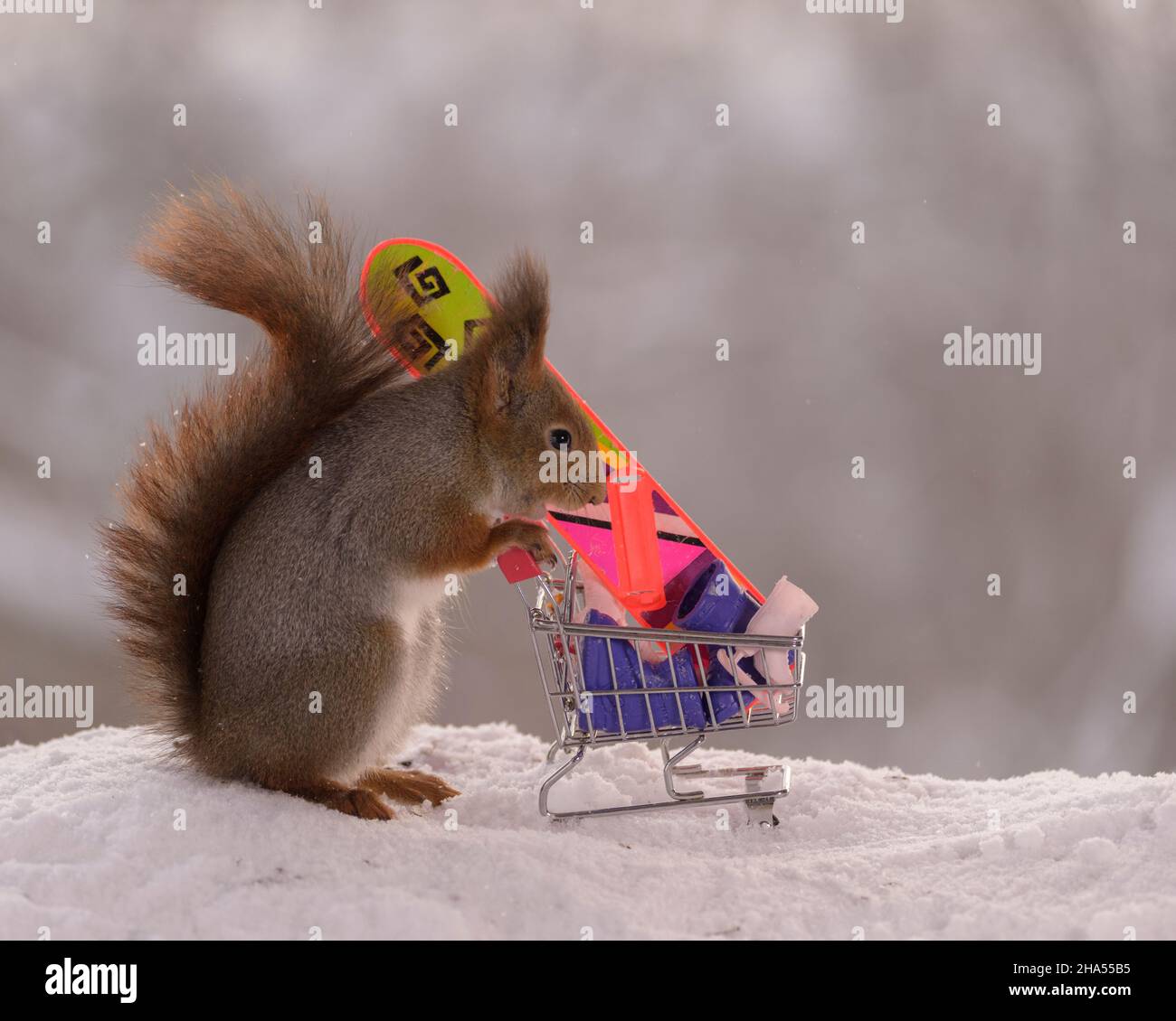 Rote Eichhörnchen stehen mit einem Warenkorb mit Wintersportartikeln Stockfoto