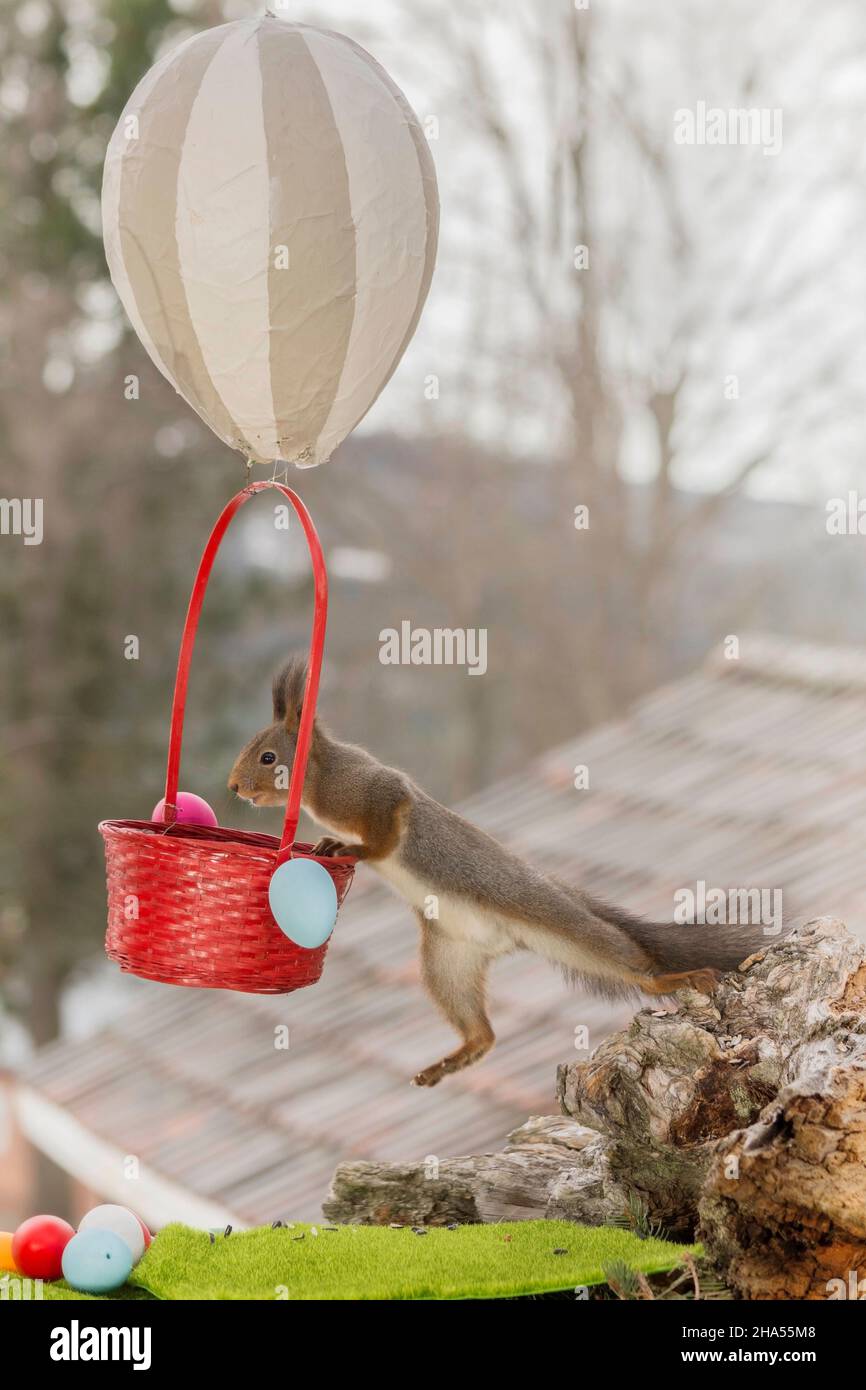 Nahaufnahme von roten Eichhörnchen Klettern in einem Ballon gefüllt mit Eiern Stockfoto