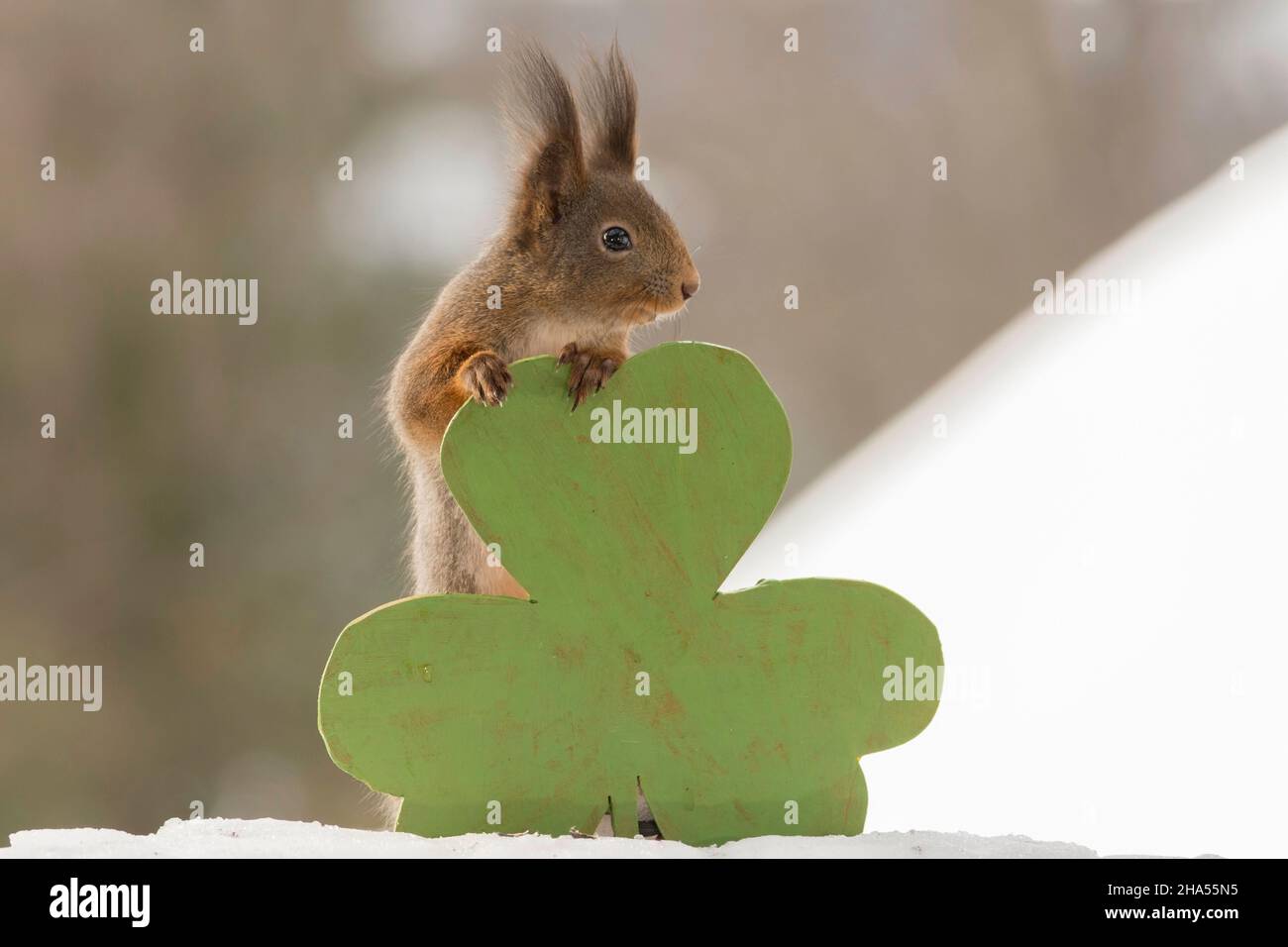 Nahaufnahme von roten Eichhörnchen stehen und hält einen großen grünen Klee Stockfoto