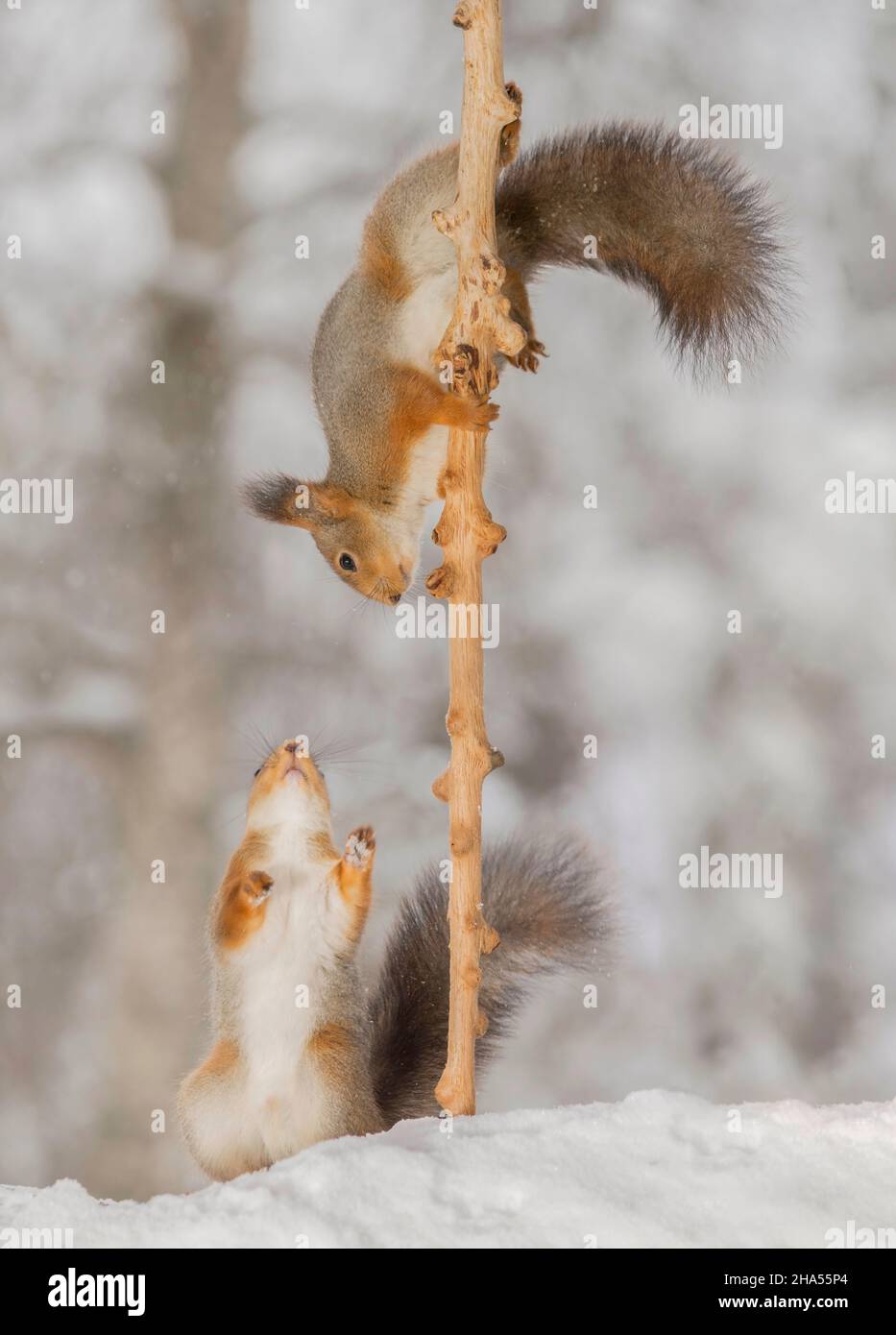 Nahaufnahme eines roten Eichhörnchens, das sich an einem Ast oben auf dem Gelände unten mit Schnee und einem Eichhörnchen festhält Stockfoto