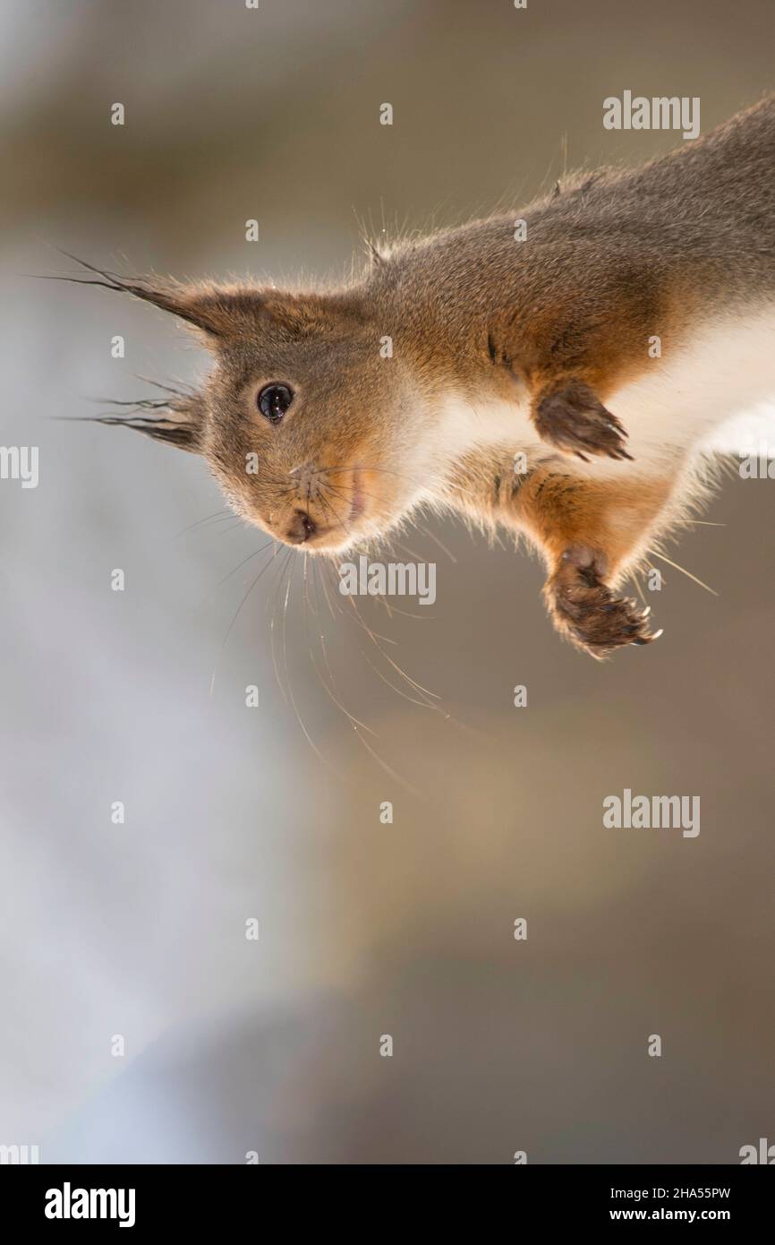 Profil und Nahaufnahme des nassen roten Eichhörnchens, das sich herausstreckt Stockfoto