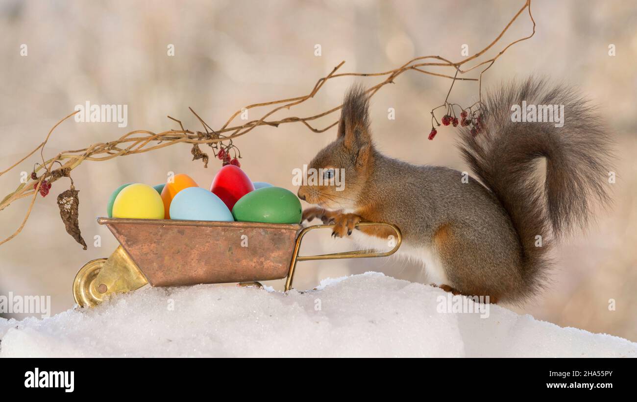Profil und der rote Eichhörnchen hält eine Schubkarre gefüllt mit Eiern auf Schnee hautnah Stockfoto