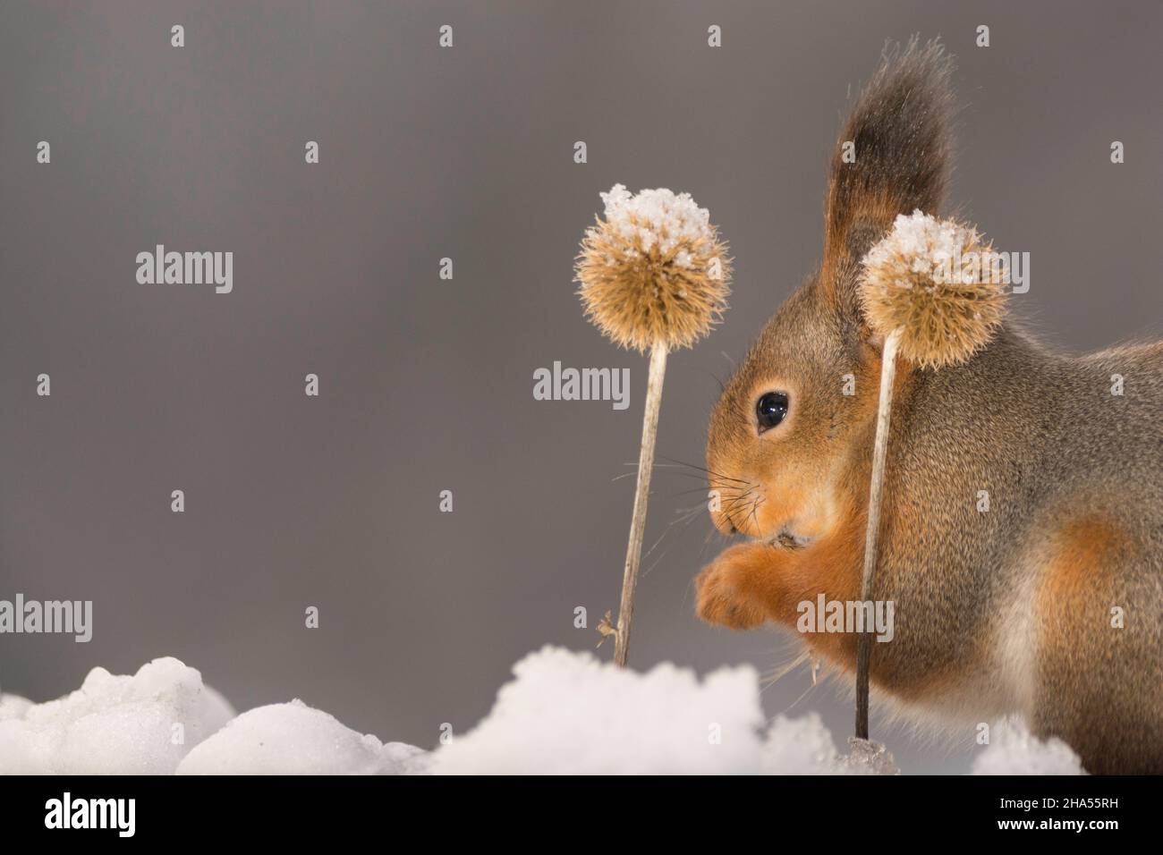 Nahaufnahme von roten Eichhörnchen im Schnee hinter getrockneter gefrorene Distel Stockfoto