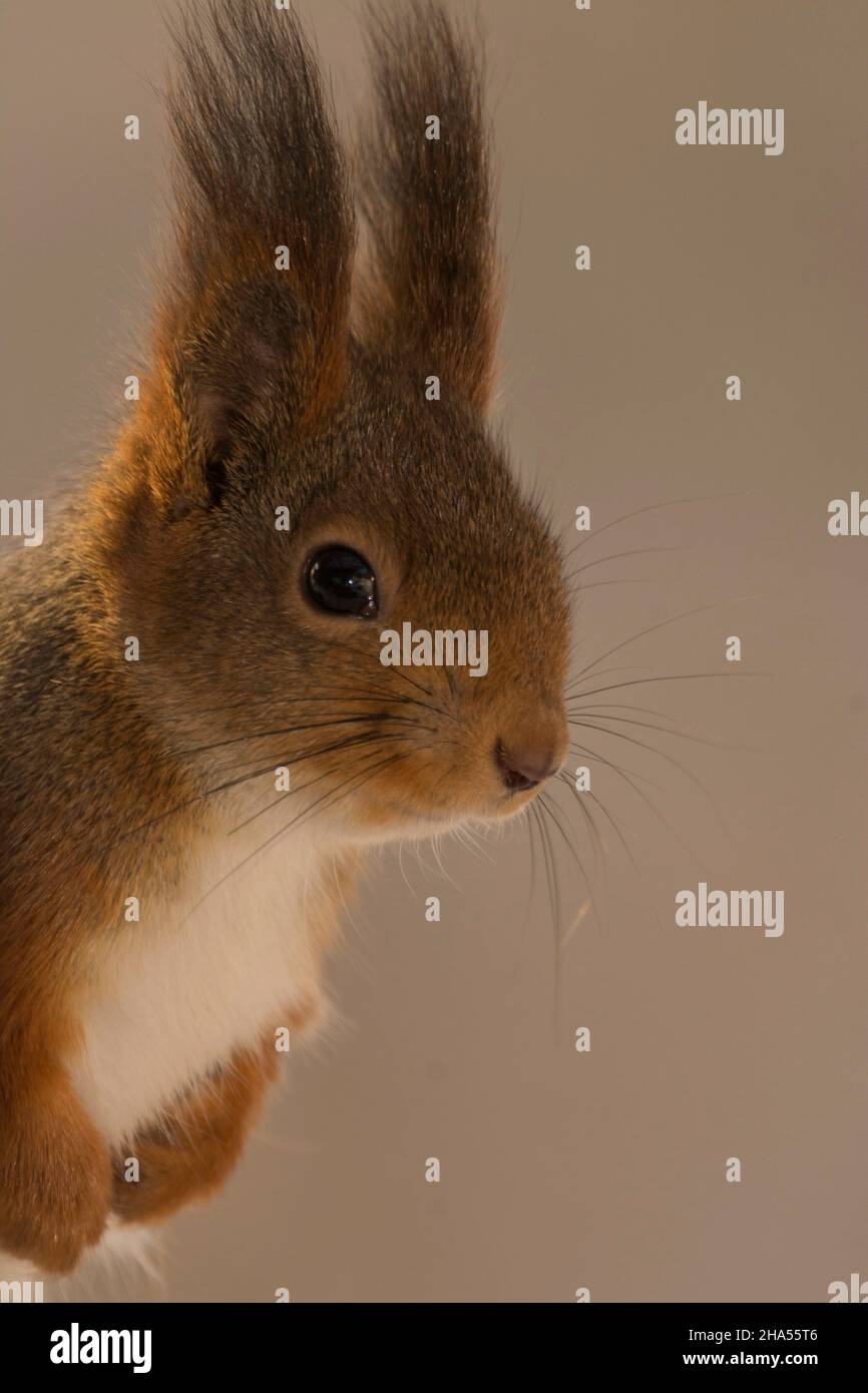 Profil und hautnah von einem Eichhörnchen mit Gegenlicht Stockfoto