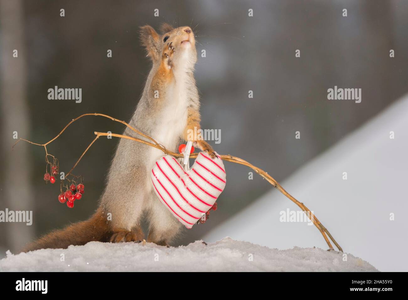 Nahaufnahme von roten Eichhörnchen mit einer Brnch mit Beeren und ein rotes Herz erreichen Stockfoto