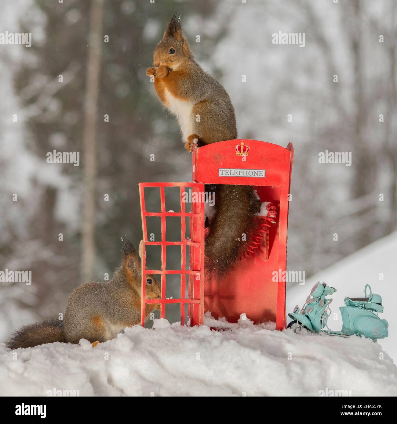 Nahaufnahme eines roten Eichhörnchens auf einer Telefondose mit einem anderen daneben und einem Motorzyklus im Schnee Stockfoto