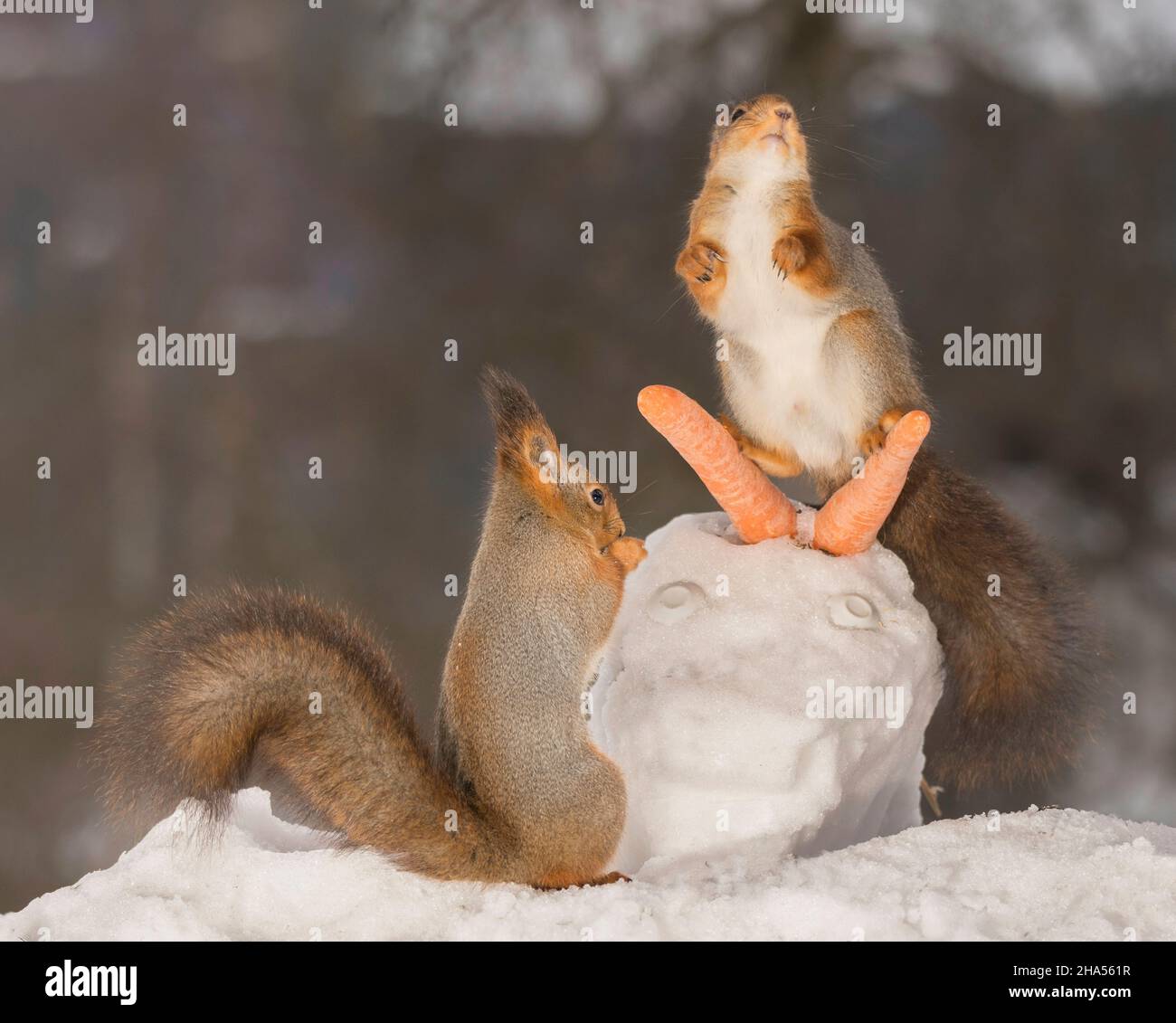 Eichhörnchen stehend auf einem Schnee Tierkopf auf Karotten und ein anderes Eichhörnchen suchen unter Stockfoto