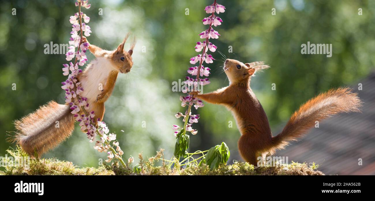 Eichhörnchen Balancing mit Lupin Stockfoto