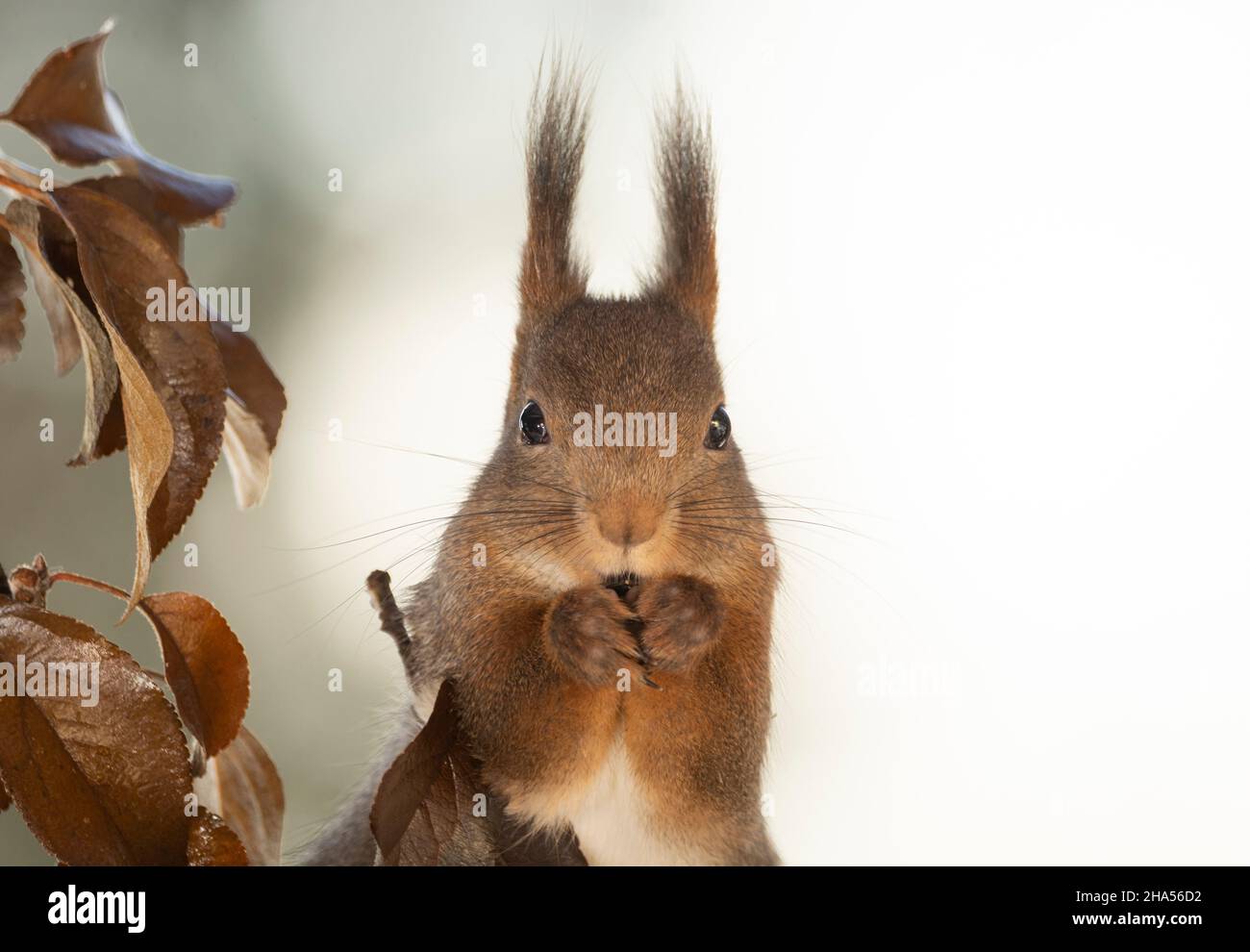 Vor einem roten Eichhörnchen und Nahaufnahme Stockfoto