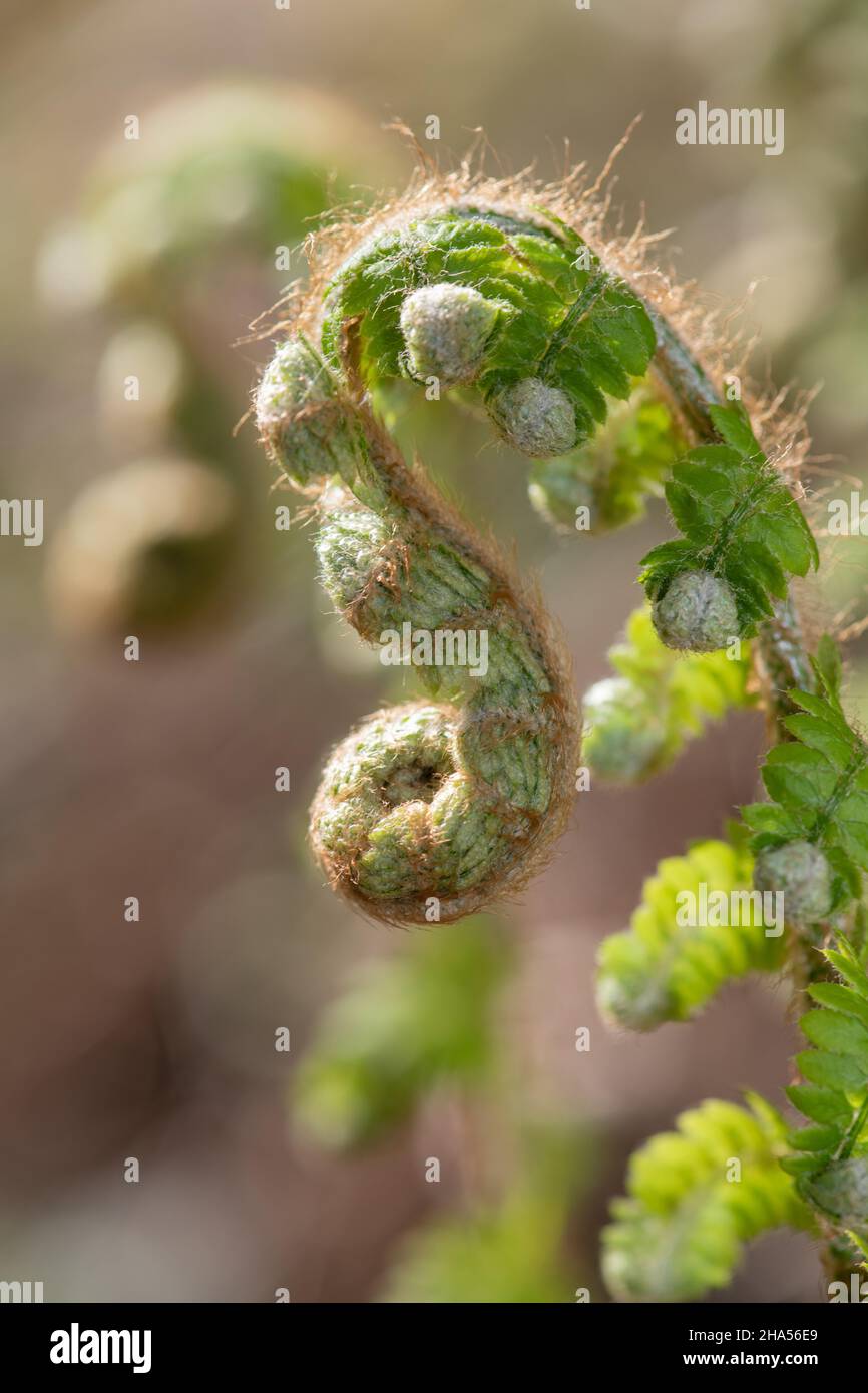 Nahaufnahme von jungen Trieben auf einer gewöhnlichen Bracken-Pflanze (pteridium aquilinum) Stockfoto