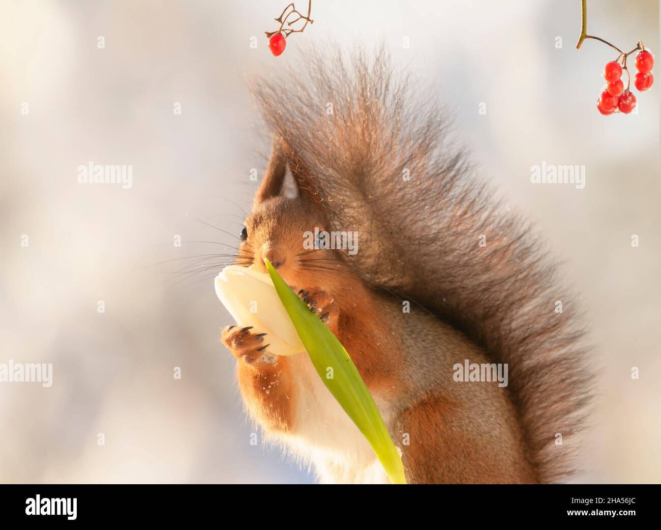 Rotes Eichhörnchen mit einer weißen Tulpe Stockfoto
