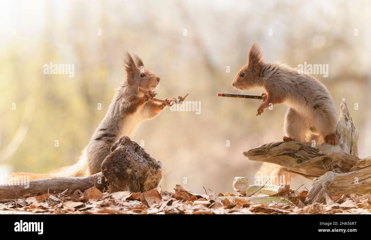 Rote Eichhörnchen halten einen Zauberstab, der auf jeden schaut Andere Stockfoto