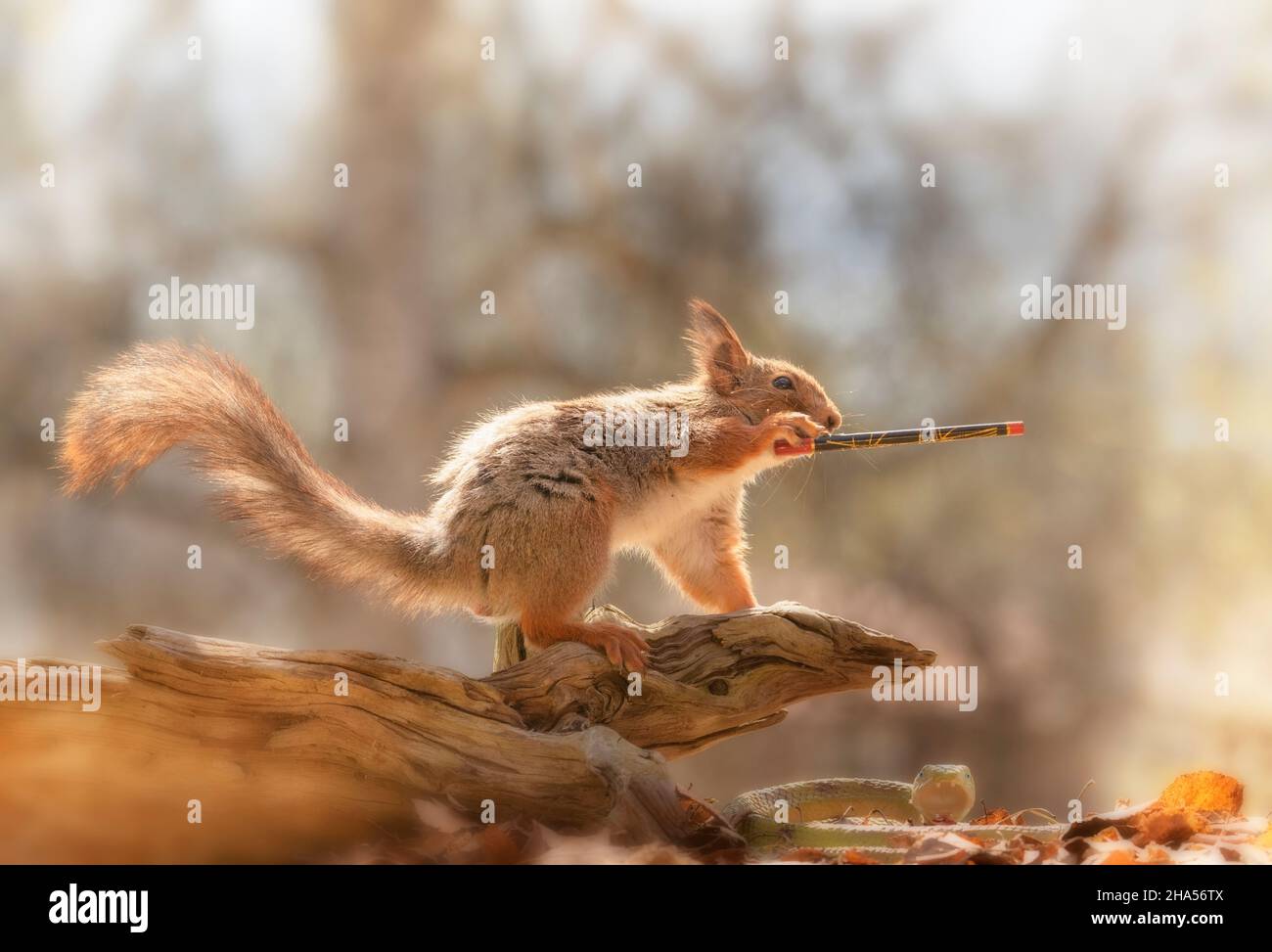 Rotes Eichhörnchen hält einen Zauberstab Stockfoto