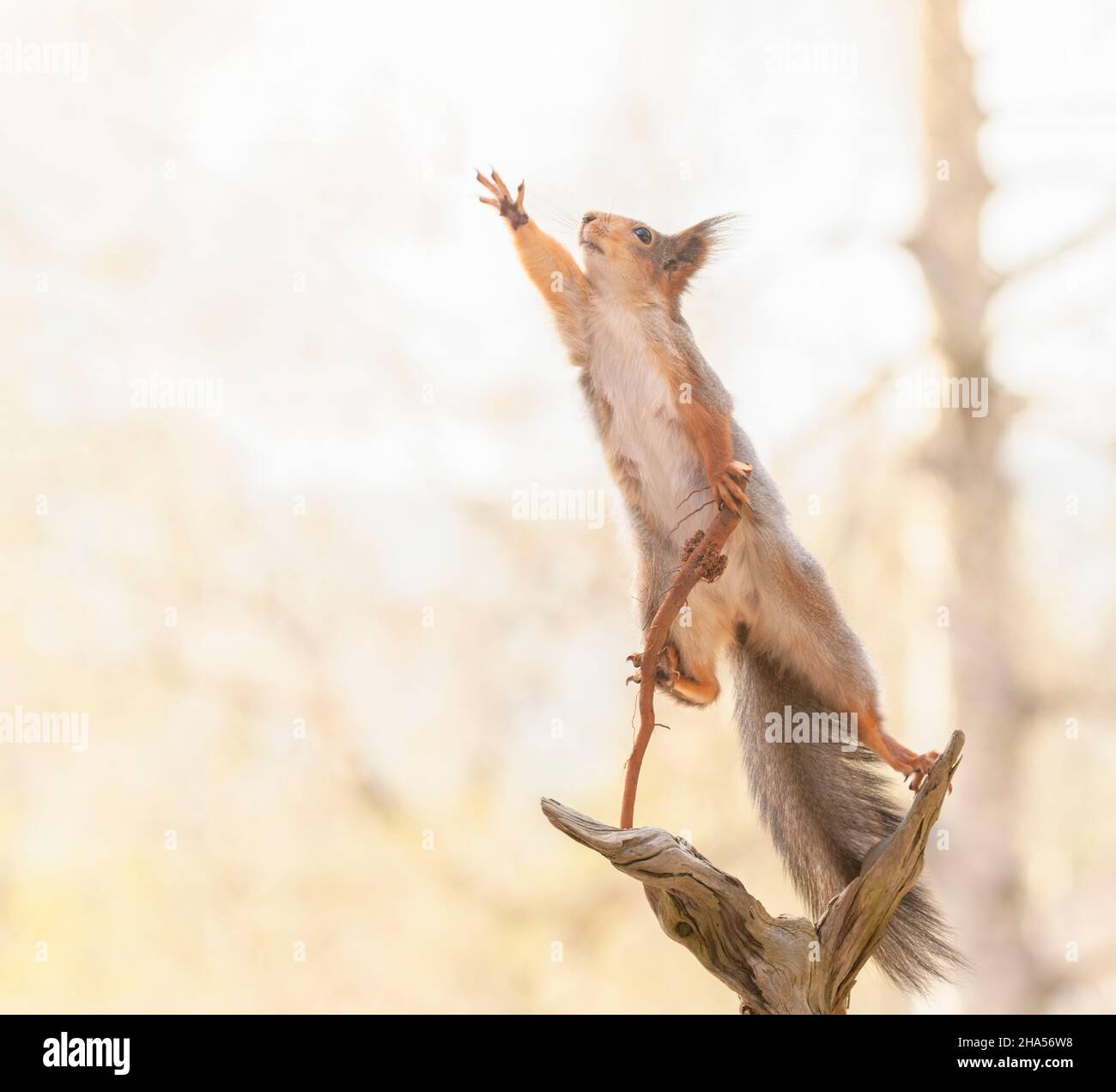 Rotes Eichhörnchen hält einen Spazierstock, der nach außen streckt Stockfoto