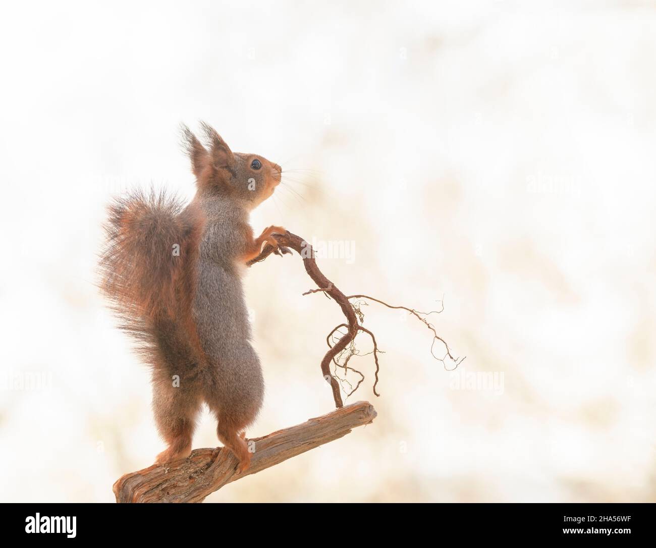 Rotes Eichhörnchen hält einen Spazierstock Stockfoto
