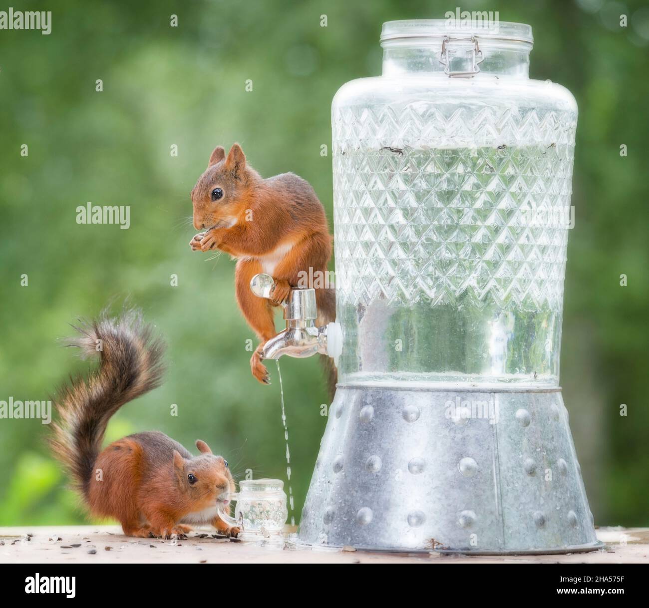 Eichhörnchen stehend mit einem Leitungswasser Stockfoto