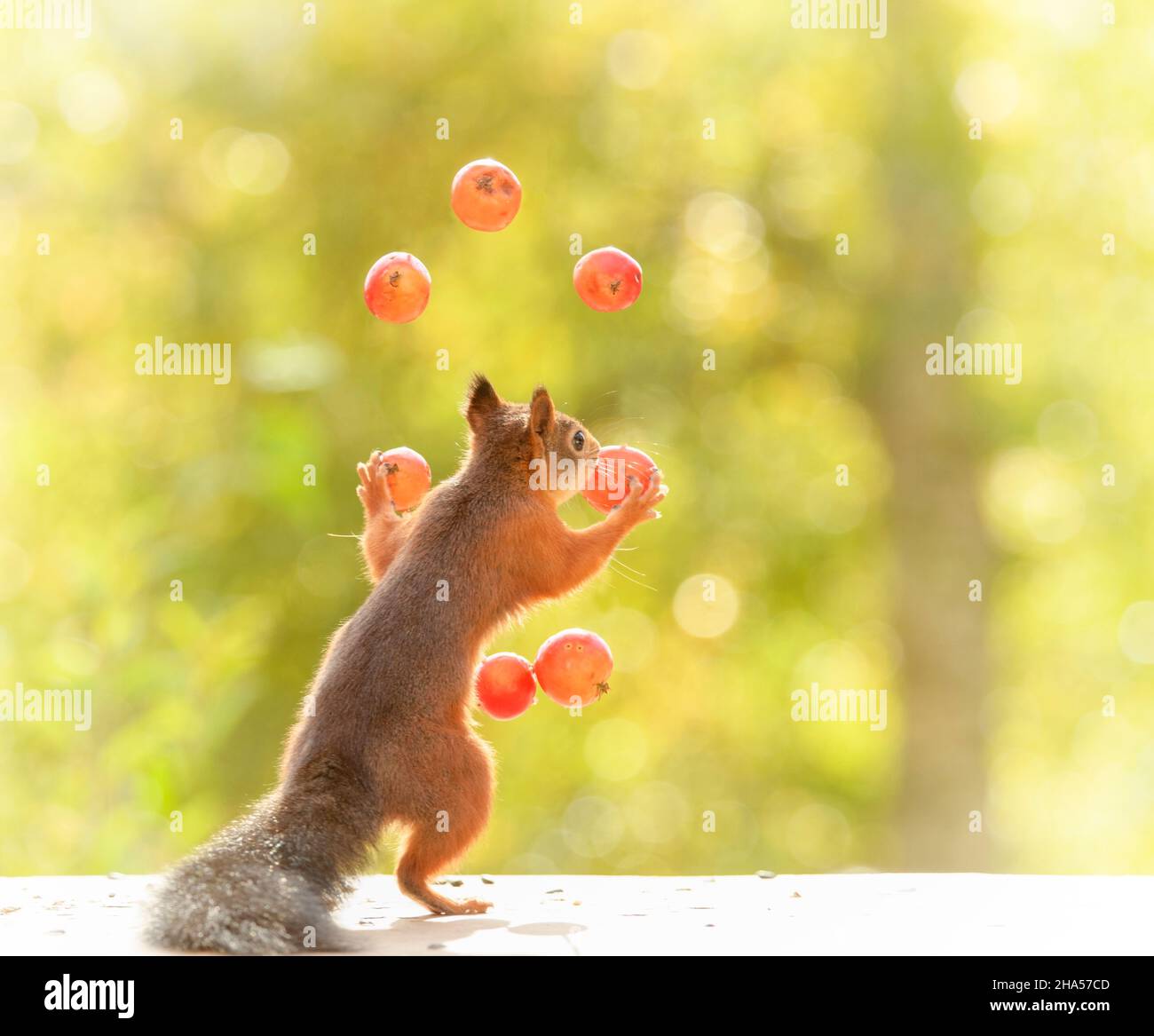 Eichhörnchen jonglieren mit Äpfel Stockfoto