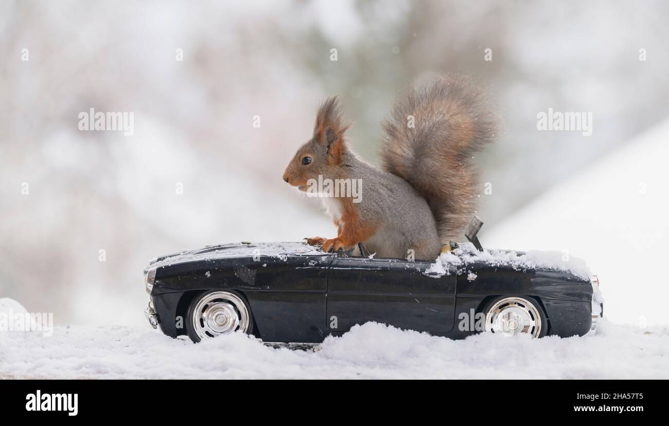 Rotes Eichhörnchen sitzt in einem schwarzen Auto im Schnee Stockfoto