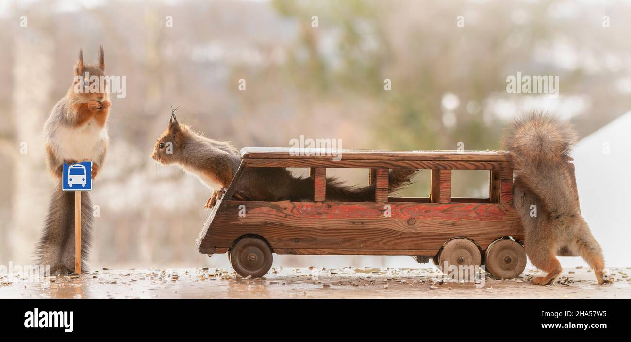 Rote Eichhörnchen sitzen in einem Bus mit Bushaltestelle Schild Stockfoto