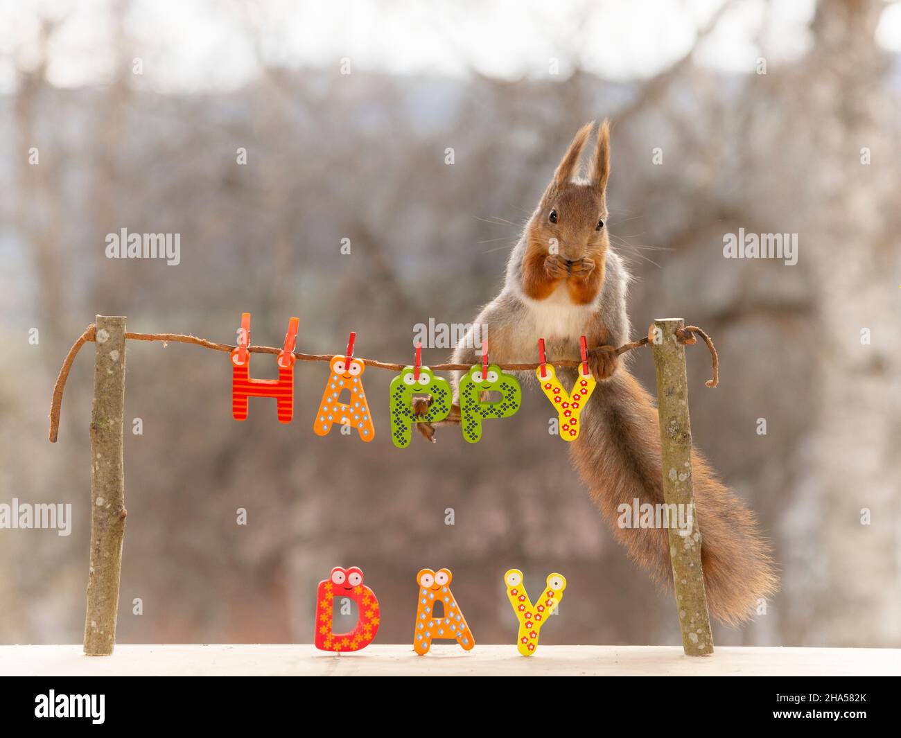 Rotes Eichhörnchen steht auf Baumstäbchen mit einer Linie Mit den Worten glücklicher Tag Stockfoto