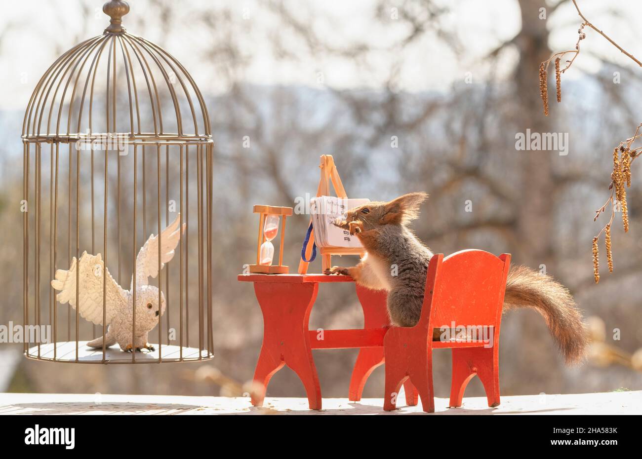 Rotes Eichhörnchen schreibt in einem Buch, das eine Feder hält Stockfoto