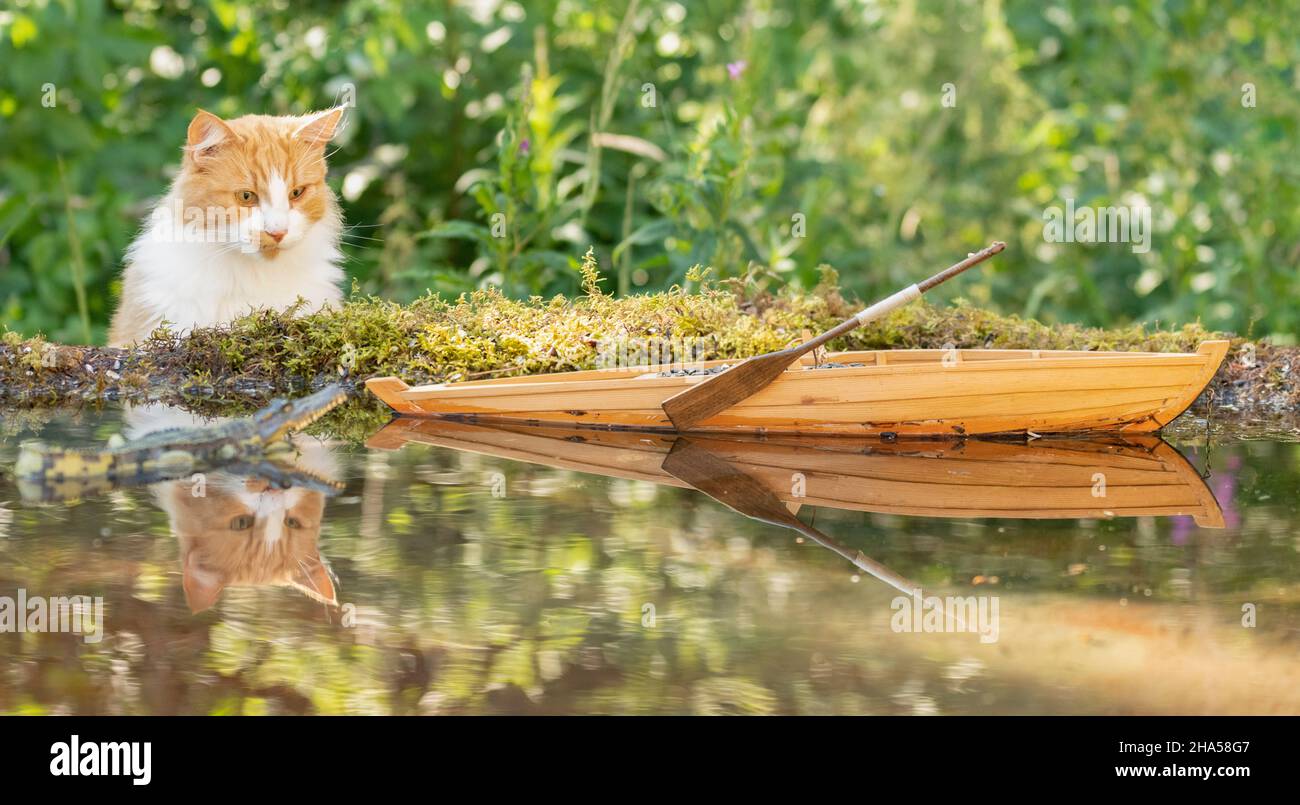 Rote Katze steht mit einem Boot und Wasser Stockfoto