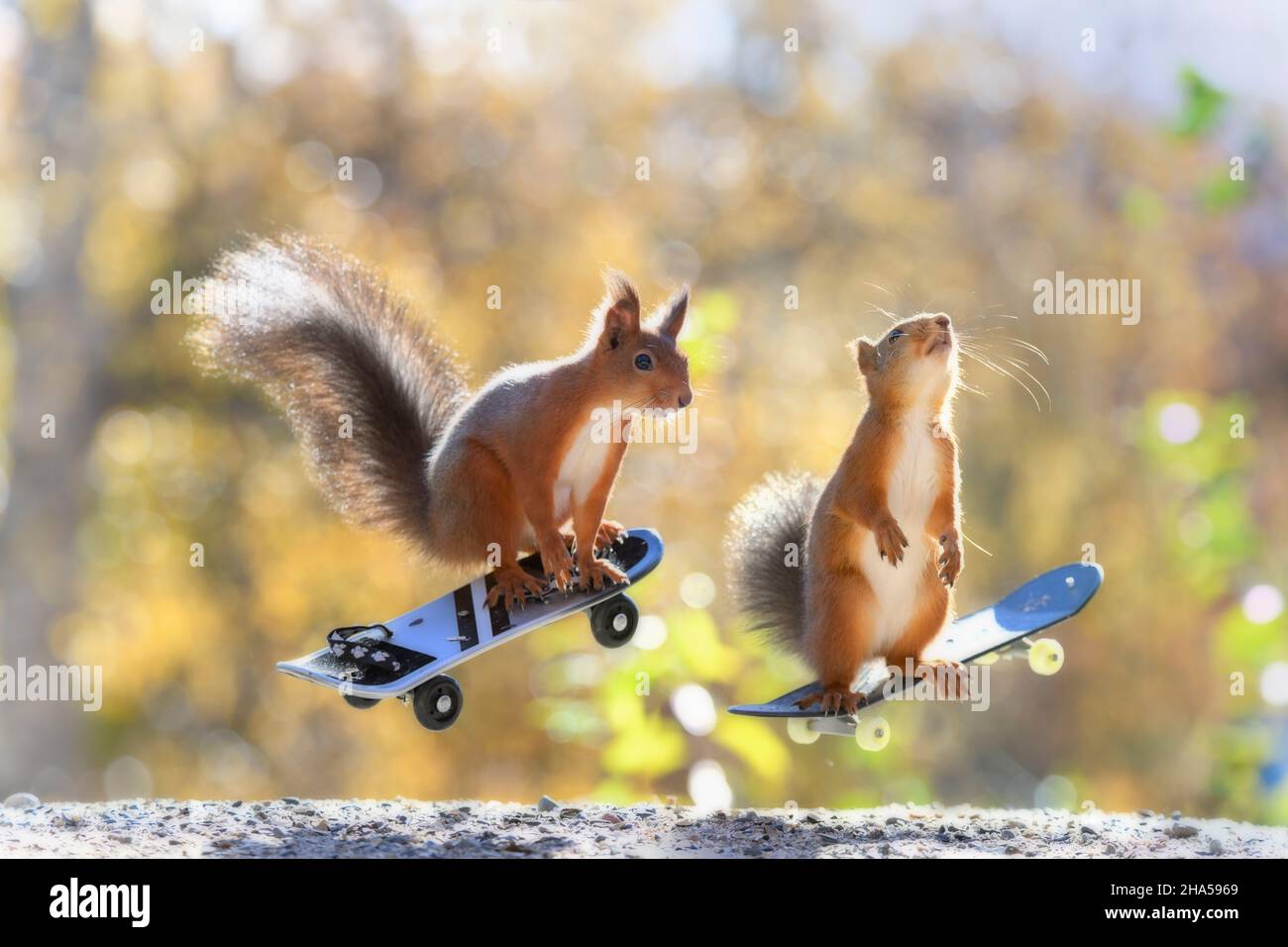 Rote Eichhörnchen stehen auf Skateboards in der Luft Stockfoto