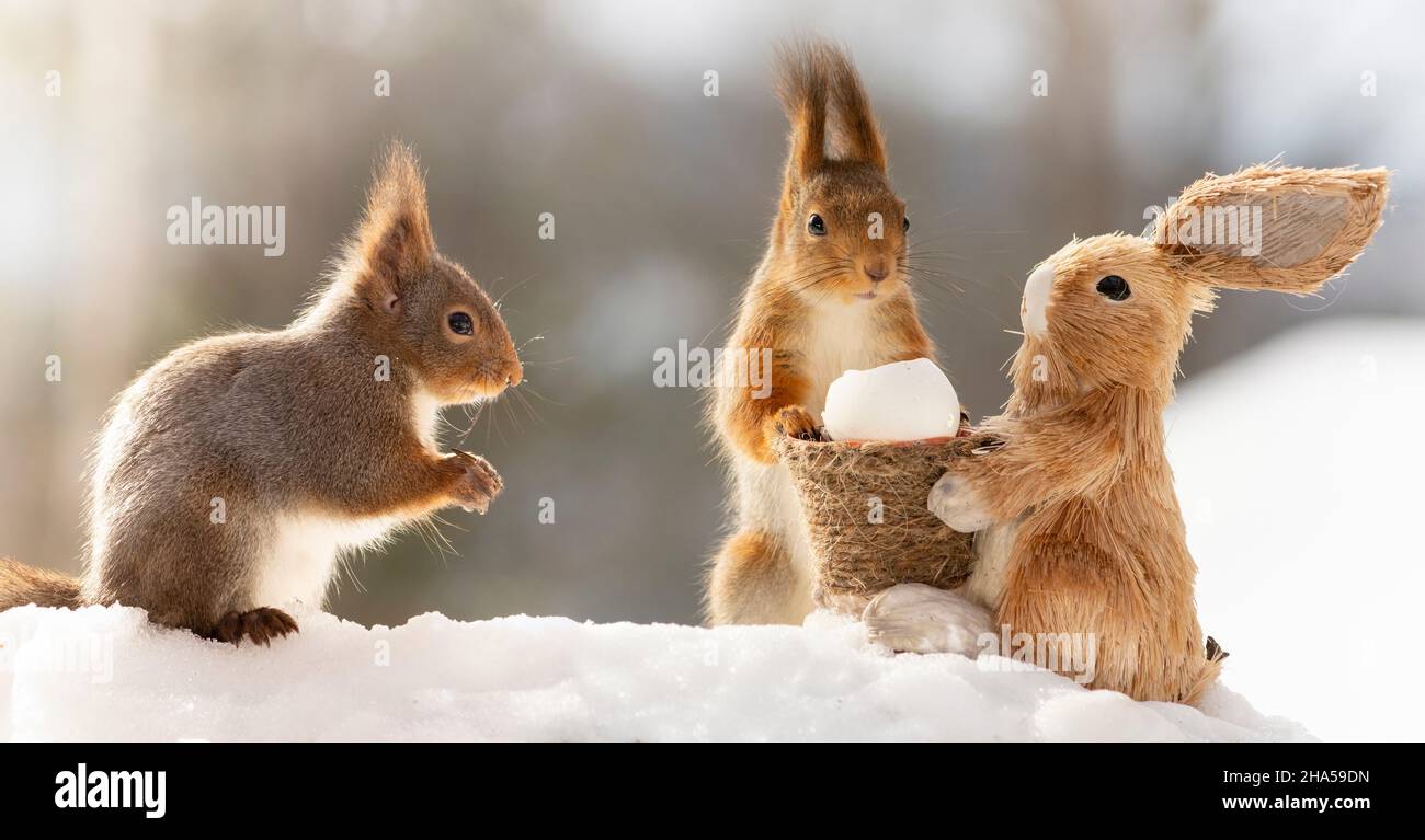 Rote Eichhörnchen mit ein paar Esser Hasen Stockfoto