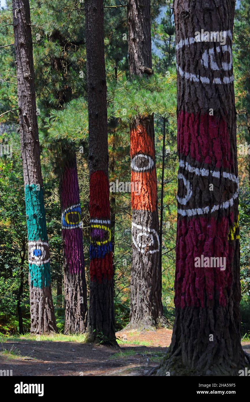 Der bemalte Wald von Oma ist ein LandArt-Projekt des baskischen Künstlers Agustin Ibarrola, Oma-Tal in der Nähe von Gernika, Urdaibai Biosphärenreservat, Baskenland Coun Stockfoto