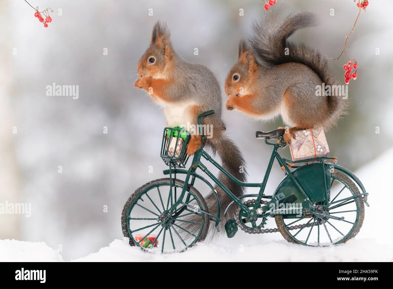 Rote Eichhörnchen sitzen auf einem Fahrrad mit weihnachtsgeschenken Stockfoto