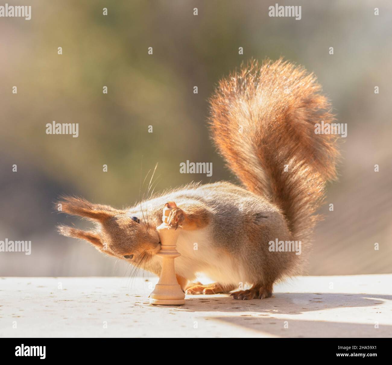 Rotes Eichhörnchen hält einen weißen Königsspion des Schachs Stockfoto