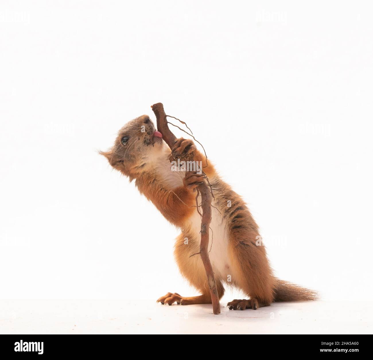 Rotes Eichhörnchen leckt einen Spazierstock Stockfoto