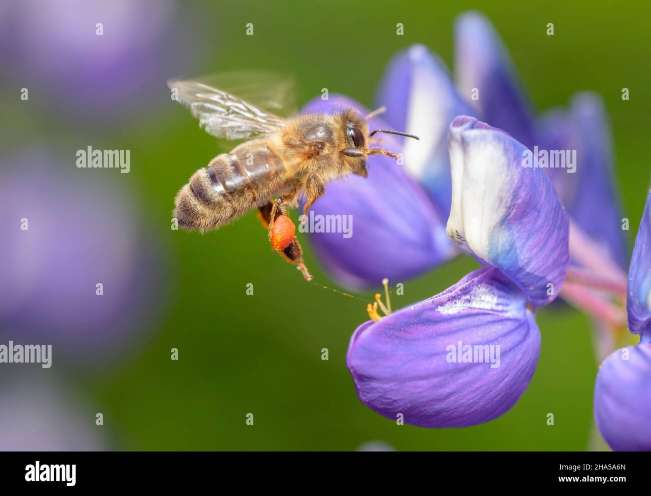 europäische dunkle Biene fliegt auf eine violette Lupinenblüte zu Stockfoto
