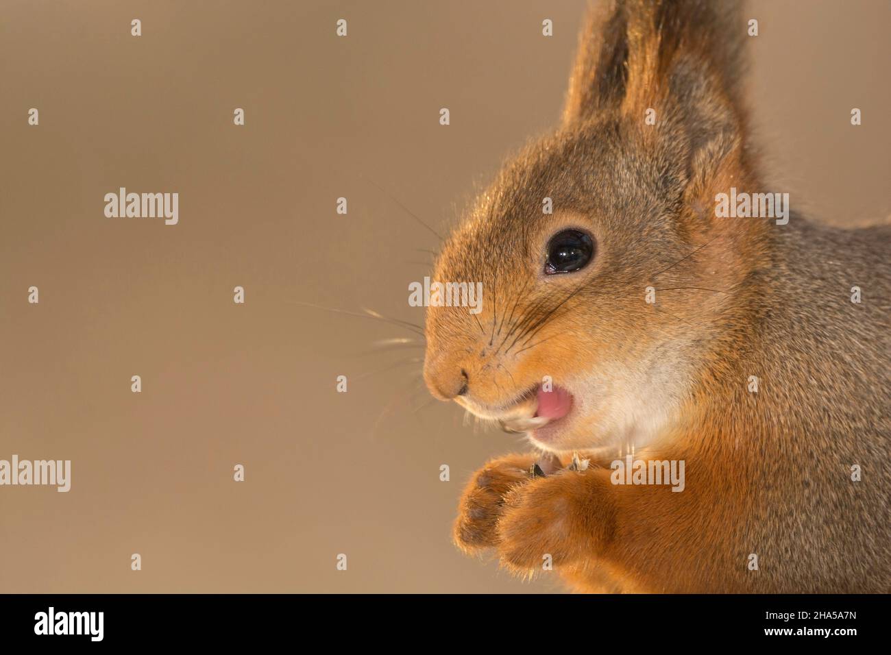 Profil und ein Eichhörnchen mit offenem Mund Nahaufnahme Stockfoto