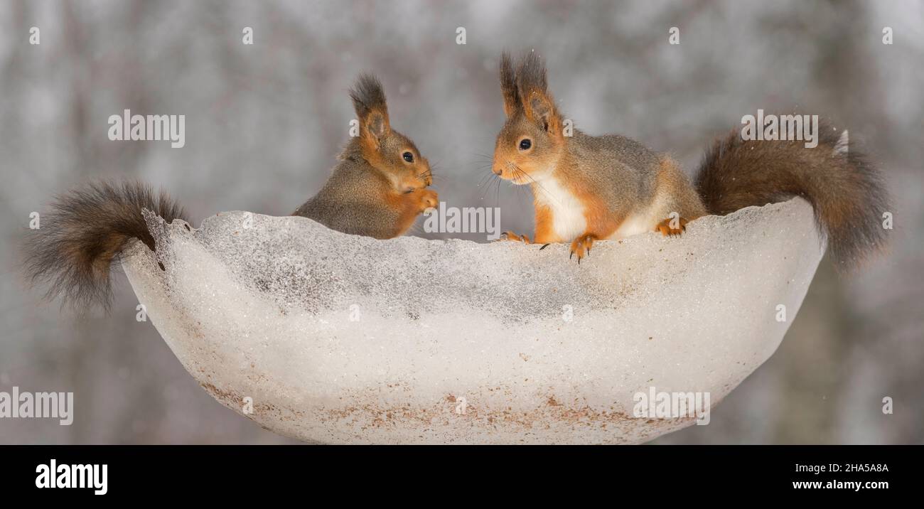 Nahaufnahme von roten Eichhörnchen, die in einer Schüssel aus Schnee und Eis stehen und einander anblicken Stockfoto