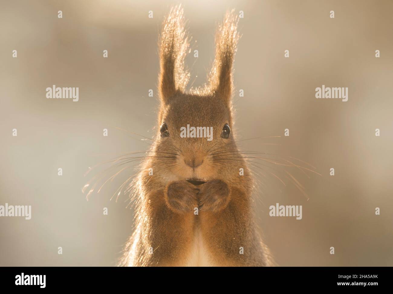Nahaufnahme von einem Eichhörnchen Loking auf den Betrachter Stockfoto
