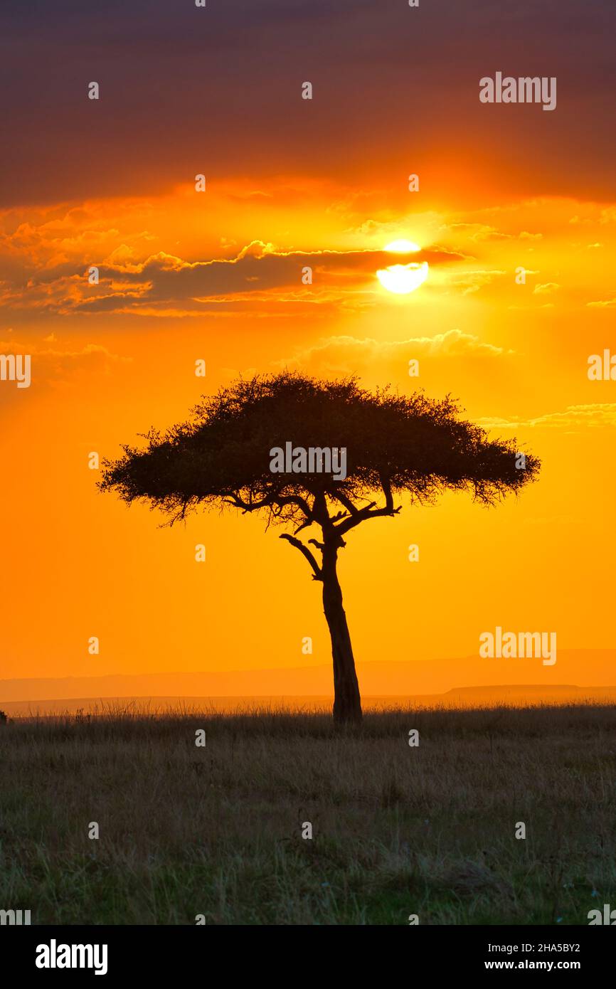 Akazienbaum unter afrikanischer Sonne in der Maasai Mara, Kenia Stockfoto
