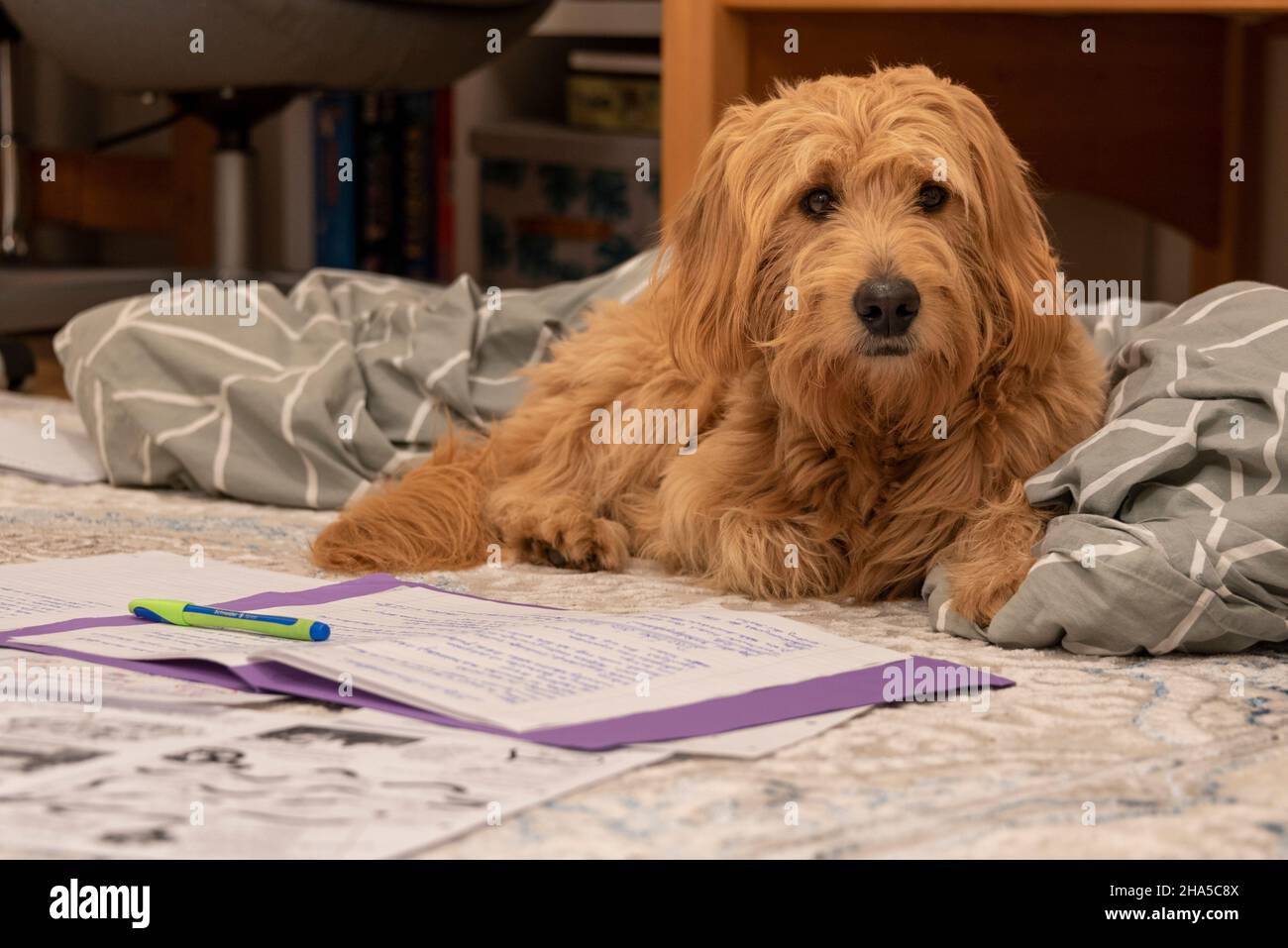 Hund lernt Geschichte, Heimschooling, Mini-Goldendoodle Stockfoto