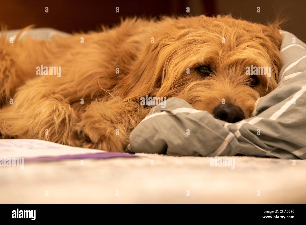 Hund ruht, Mini Goldendoodle Stockfoto