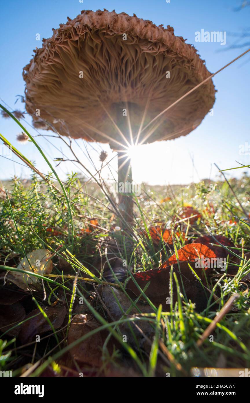 Herbstpilz bei Sonnenaufgang Stockfoto