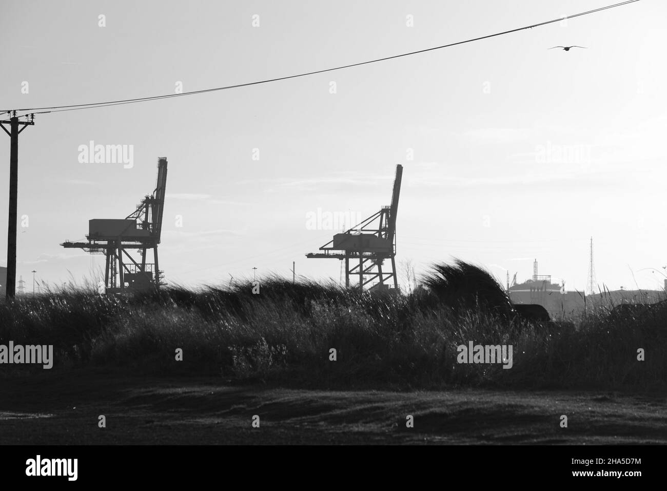 Schwarzweiß-Bild mit Blick auf das Bulk Terminal, Teil der neuen Teesside Freeport-Website. Der größte Freeport Großbritanniens. Stockfoto