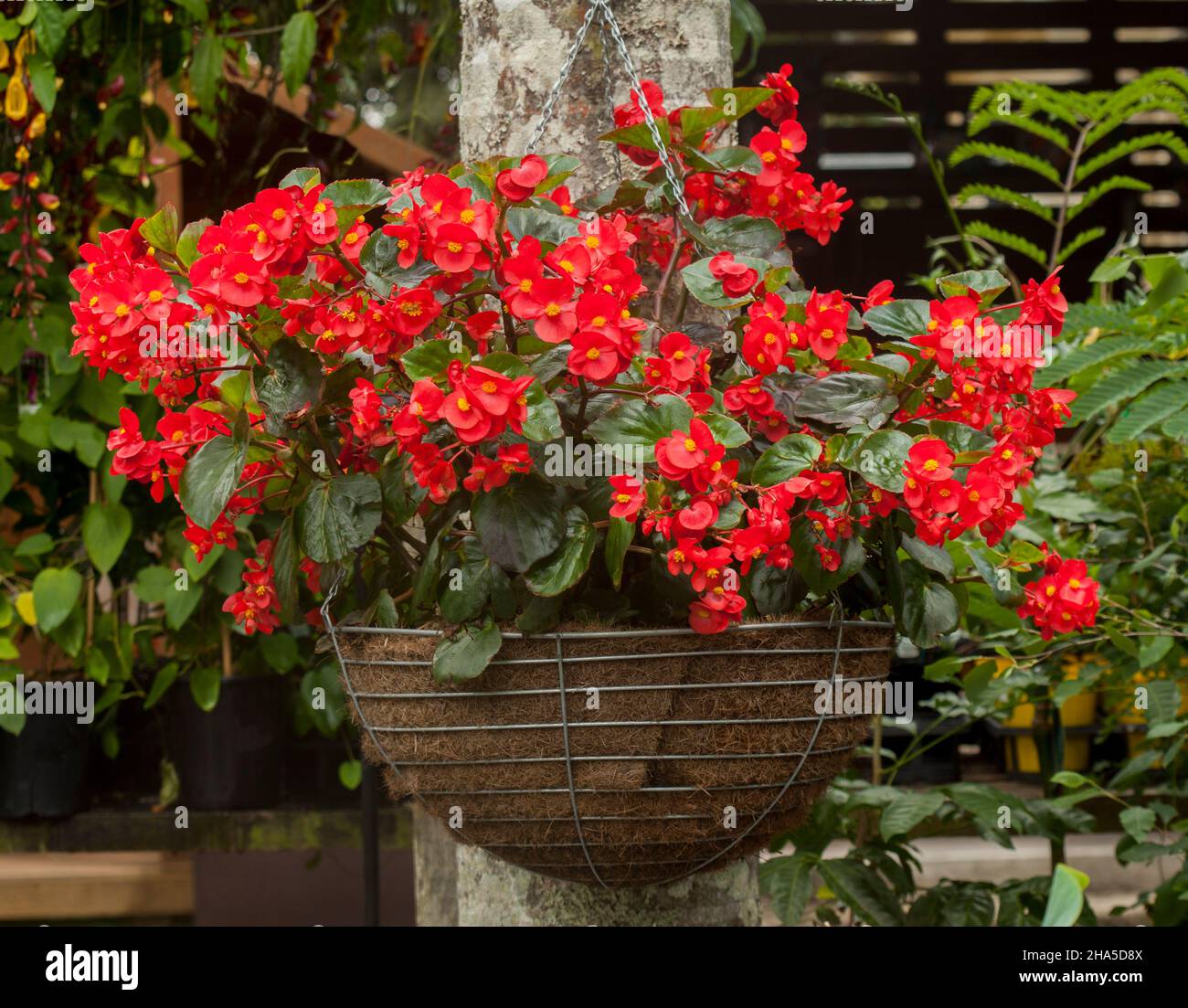 Begonia, bedeckt mit leuchtend roten Blüten, wächst in einem hängenden Korb Stockfoto
