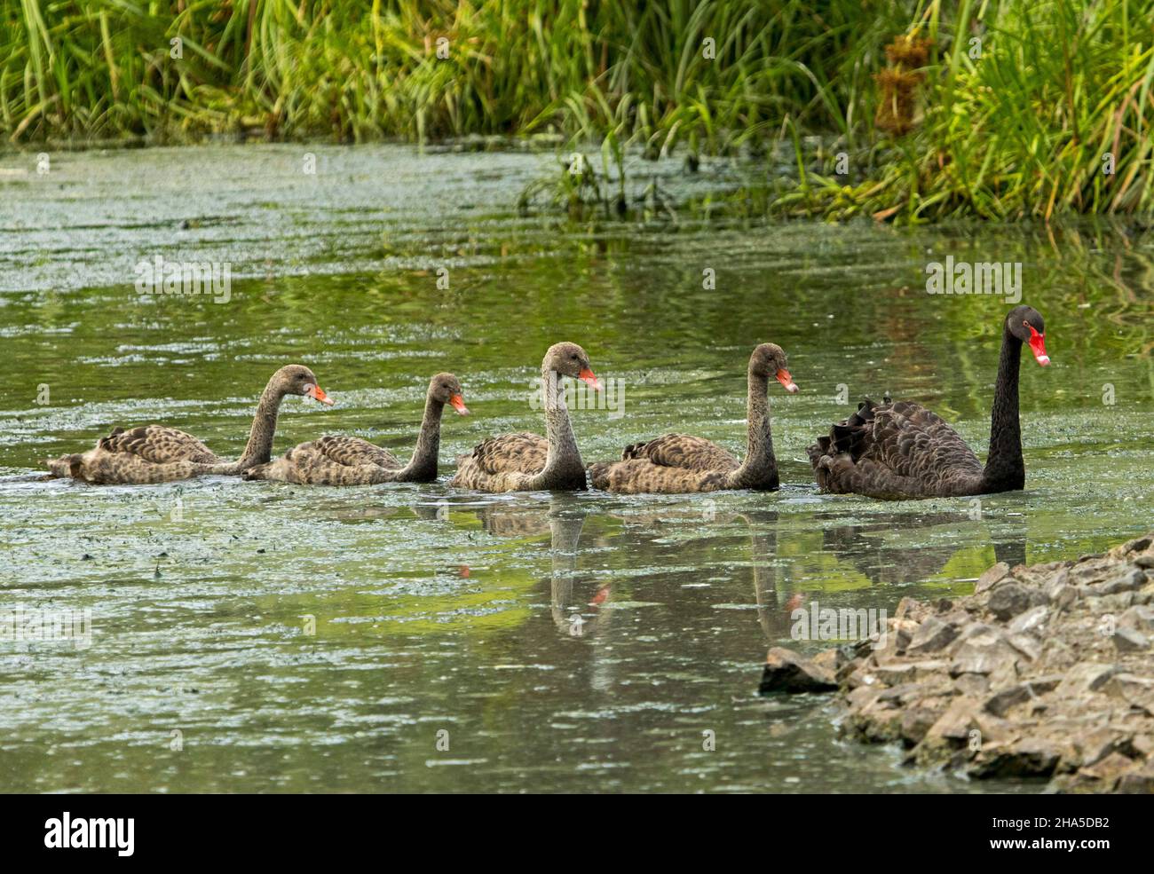 Schwarzer Schwan, Cygnus atratus, mit großen Cygnets auf dem Wasser eines Sees in einem Stadtpark in Australien Stockfoto