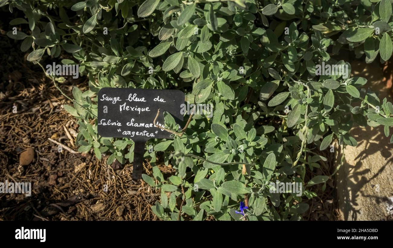 Kräutergarten der Abtei sainte marie de fontfroide bei narbonne. Ehemalige zisterzienserabtei, gegründet 1093. Stockfoto